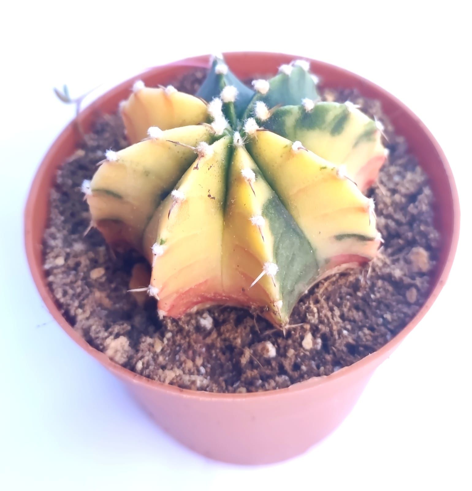 Gymnocalycium Mihanovichii LB2178 Lemon Variegata  - Renkli, Variegata Köklü Özel tür Kaktüs-8,5 cm Saksıda