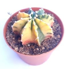 Gymnocalycium Mihanovichii LB2178 Lemon Variegata  - Renkli, Variegata Köklü Özel tür Kaktüs-8,5 cm Saksıda