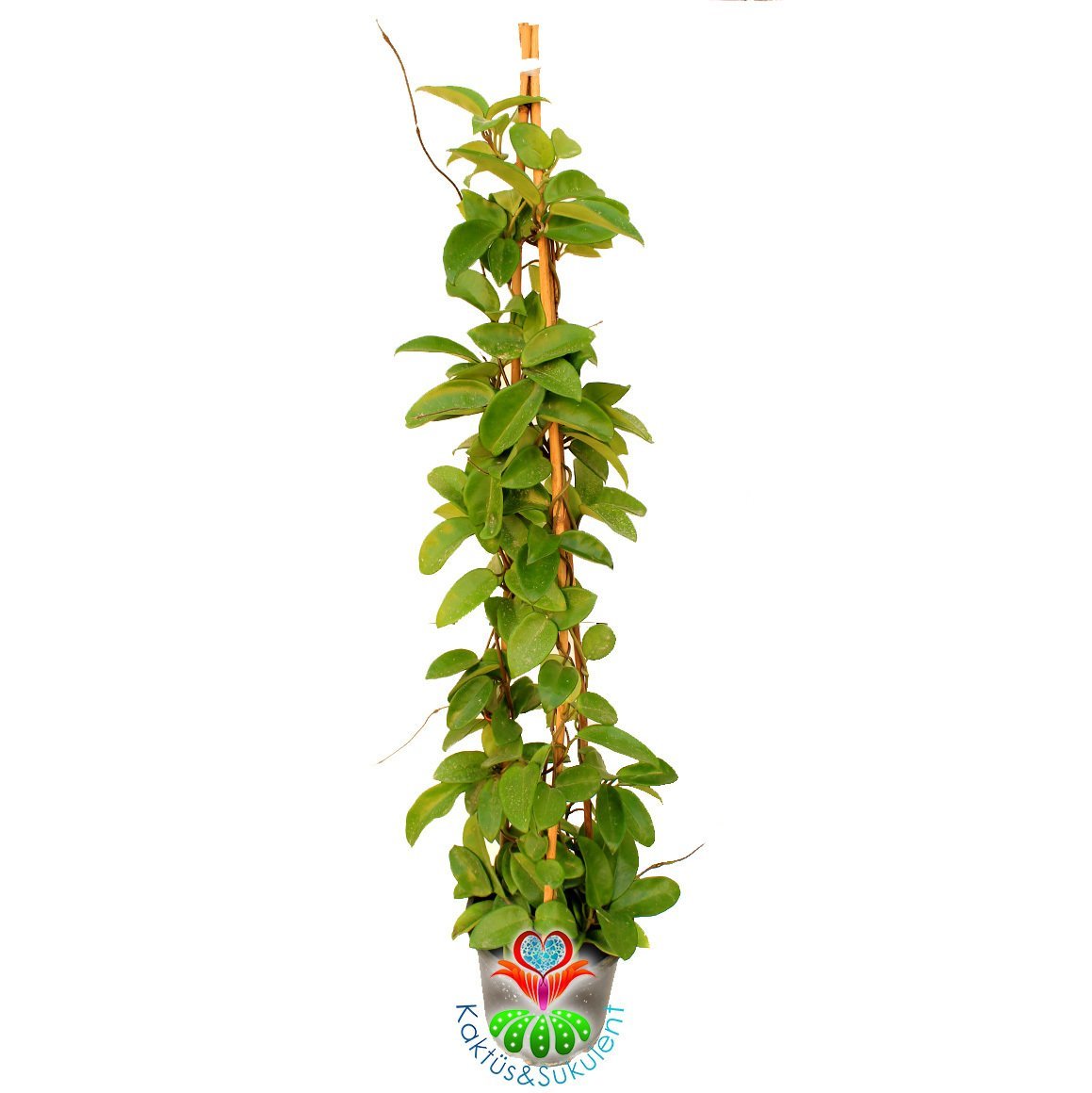 Sukulent,Hoya Carnosa-Mum Çiçeği - 12 cm Saksıda 3 Kök 80 cm Uzunluğunda ,Kokulu Çiçek Açar