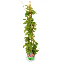 Sukulent,Hoya Carnosa-Mum Çiçeği - 12 cm Saksıda 3 Kök 80 cm Uzunluğunda ,Kokulu Çiçek Açar