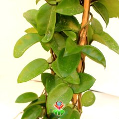 Sukulent,Hoya Carnosa-Mum Çiçeği - 12 cm Saksıda 3 Kök 80 cm Uzunluğunda ,Kokulu Çiçek Açar