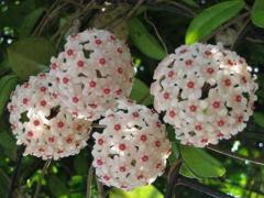 Sukulent,Hoya Carnosa-Mum Çiçeği - 12 cm Saksıda 3 Kök 80 cm Uzunluğunda ,Kokulu Çiçek Açar