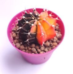 Gymnocalycium Mihanovichi Tricolor- Renkli, Variegata Köklü Özel tür Kaktüs-8,5 cm Saksıda