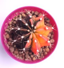 Gymnocalycium Mihanovichi Tricolor- Renkli, Variegata Köklü Özel tür Kaktüs-8,5 cm Saksıda