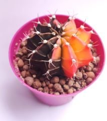 Gymnocalycium Mihanovichi Tricolor- Renkli, Variegata Köklü Özel tür Kaktüs-8,5 cm Saksıda