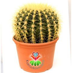 Altın Varil Kaktüs, Echinocactus Grusonii -Devasa Boyutlara Ulaşır- DEV BOY- 20 cm Saksıda-Sukulent