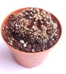 Gymnocalycium T-Luk 8,5 cm Saksılı Nadir Özel Tür İthal Kaktüs