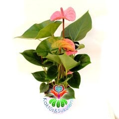 Anthurium Purple- Mor-Fuşya Renk Arası Antoryum -Kalp Şeklinde Bol Çiçekli -12 cm saksıda- Sukulent