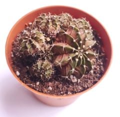 Gymnocalycium T-Ruk Hybrid  8,5 cm Saksılı Nadir Tür İthal Kaktüs