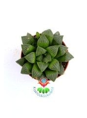 Haworthia Retusa, Su Damlası Yapraklı Şeffaf Görünümlü -Simetrik- 5,5 cm saksıda-Teraryum, Kaktüs