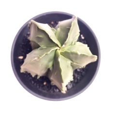 Astrophytum Myriostigma Fukuryu  -NADİR TÜR-Sarı Renk Çiçek Açar- 9 cm saksı dolusu
