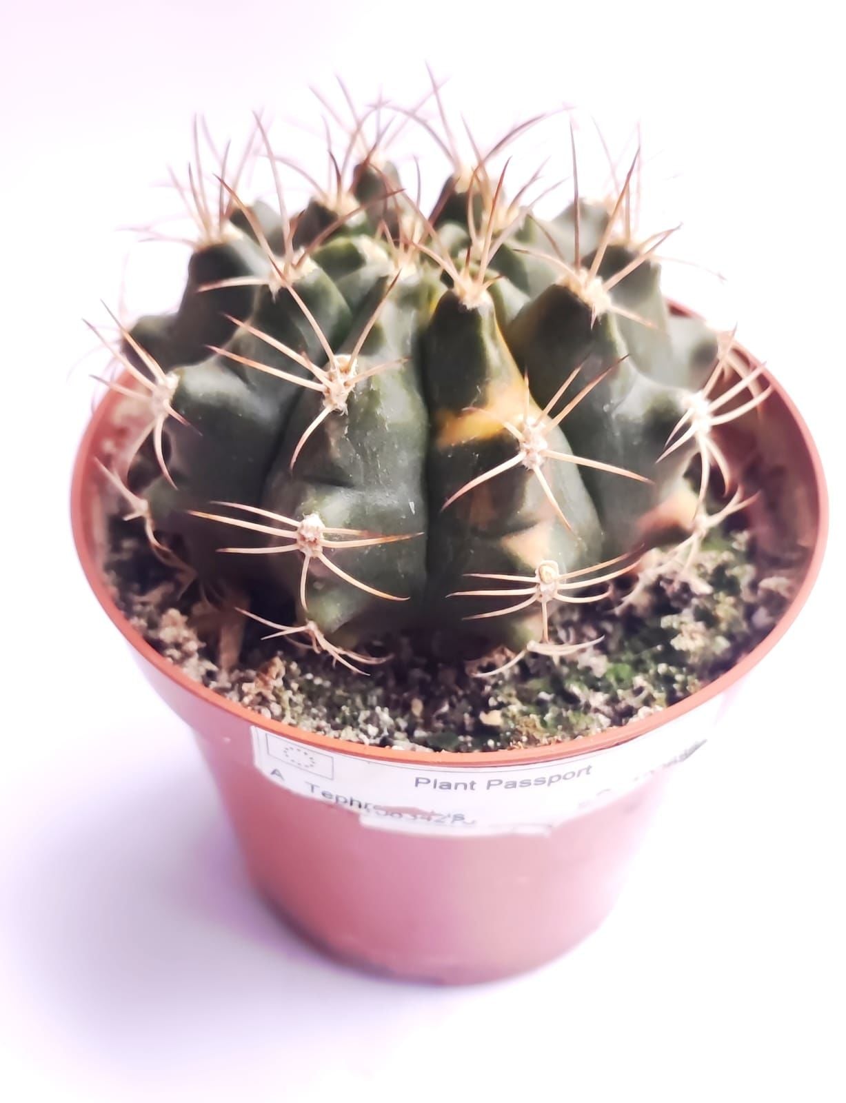 Gymnocalycium Eurypleurum Variegata-Beyaz Renk Çiçek Açar - 8,5 cm saksıda
