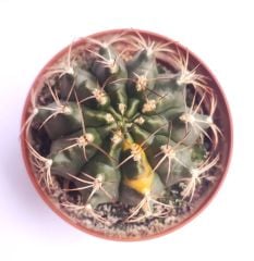 Gymnocalycium Eurypleurum Variegata-Beyaz Renk Çiçek Açar - 8,5 cm saksıda