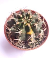 Gymnocalycium Eurypleurum Variegata-Beyaz Renk Çiçek Açar - 8,5 cm saksıda