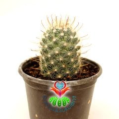 Kaktüs, Mammillaria Maritima-Sıradışı Kırmızı Renk Çiçek Açar - 8 cm saksılı-Teraryum,Sukulent