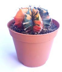 Gymnocalycium Mihonavichi Variegata  - Renkli, Variegata Köklü Özel tür Kaktüs-8,5 cm Saksıda