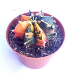 Gymnocalycium Mihonavichi Variegata  - Renkli, Variegata Köklü Özel tür Kaktüs-8,5 cm Saksıda
