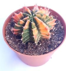 Gymnocalycium Mihanovichii Rainbow -  Renkli, Variegata Köklü Özel tür Kaktüs-8,5 cm Saksıda