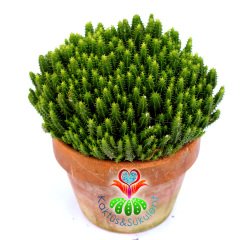 Kaktüs, Euphorbia Mitriformis Dwarf Type-Cüce Tip Bir Saksıda Yüzlerce Adet-15 cm Toprak Saksıda