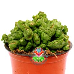 Euphorbia Erythraeae Monstruosa-12 cm Saksıda-Nadir Tür Sıradışı Kaktüs