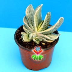 Gasteria cv. Fuji Yuki-Nadir Tür Variegata Sukulent-8,5 cm Saksıda