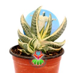 Gasteria cv. Fuji Yuki-Nadir Tür Variegata Sukulent-8,5 cm Saksıda