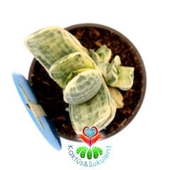 Gasteria cv. Fuji Yuki-Nadir Tür Variegata Sukulent-8,5 cm Saksıda