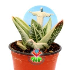 Gasteria Green Ice 'Yeşil Buz' -Nadir Tür Variegata Sukulent-8,5 cm Saksıda