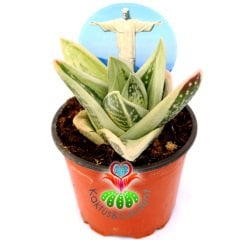 Gasteria Green Ice 'Yeşil Buz' -Nadir Tür Variegata Sukulent-8,5 cm Saksıda