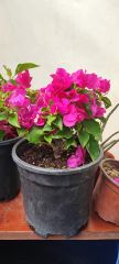 Begonvil Sarmaşığı, Bougainvillea spectabilis 14 cm Saksıda 30 cm Boylarda