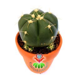 Gymnocalycium Horstii-Pembe Renk Çiçek Açar Anaç Boy -12 cm Toprak Saksıda