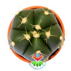 Gymnocalycium Horstii-Pembe Renk Çiçek Açar Anaç Boy -12 cm Toprak Saksıda