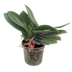 Budanmış Orkide Çiçeksiz 10.5 cm Saksıda