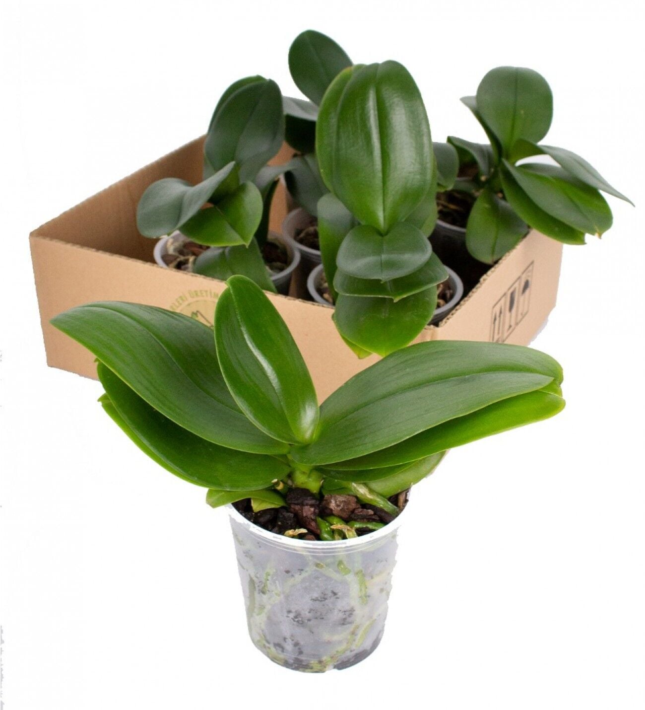 Budanmış Orkide Çiçeksiz 10.5 cm Saksıda