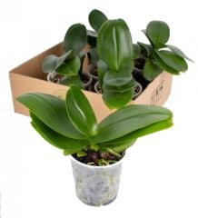 Budanmış Orkide Çiçeksiz 10.5 cm Saksıda