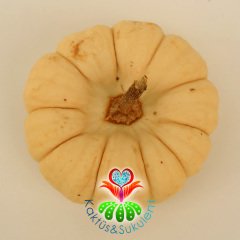 Minyatür Balkabağı Jack Be Little Şeker Balkabağı 10 cm Büyüklükte-Canlı-Teraryum Aksesuar