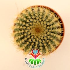 Kaktüs,Eriocactus Warasii-Sarı Renk Çiçek Açar -5,5 cm saksılı,1. Sınıf-Sukulent
