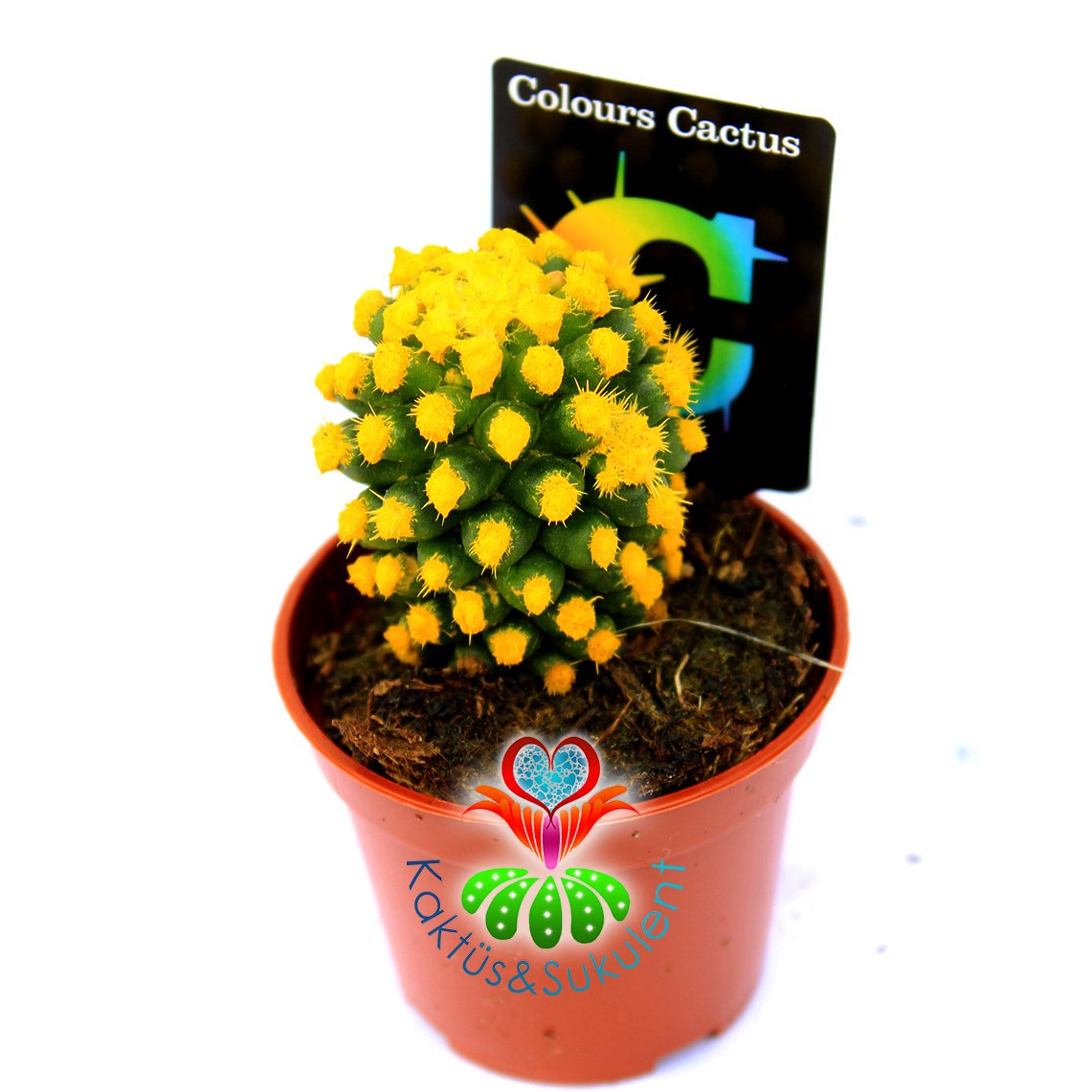 Renkli Kaktüs -Mammillaria Gracilis Cv. Caterpillar-8,5 cm Saksıda-Boyalı Sarı