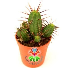 Kaktüs,Euphorbia Enopla- Dallı Form-Sıradışı Dikenli-Cactus 1.Sınıf- 5,5 cm saksıda-Sukulent