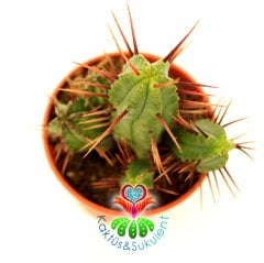Kaktüs,Euphorbia Enopla- Dallı Form-Sıradışı Dikenli-Cactus 1.Sınıf- 5,5 cm saksıda-Sukulent