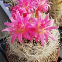 Neoporteria Nidus Gerocephala-Pembe Çiçek Açan Nadir Tür Kaktüs-5,5 cm Saksıda