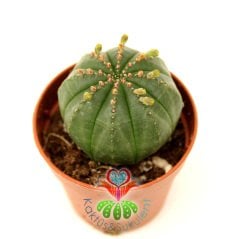 Kaktüs, Euphorbia Obesa-Çok Şık Dikensiz Top Kaktüs-Nadir Tür-5,5 cm Saksıda -Teraryum,Sukulent