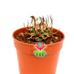 Turbinicarpus Schmiedickeanus-Çok Nadir Tür Kaktüs-5,5 cm Saksıda-Yetişkin Halde