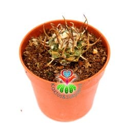 Turbinicarpus Schmiedickeanus-Çok Nadir Tür Kaktüs-5,5 cm Saksıda-Yetişkin Halde