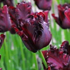 Siyah-Bordo Lale Soğanı-Tulpen Black Parrot-7 Adet Soğan-40 cm Büyüklükte Bitki Çıkarır