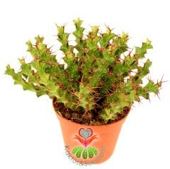 Kaktüs, Euphorbia Erigavensis-Nadir Tür-Minik Sarı Çiçek Açar -8,5 cm Saksıda-Teraryum,Sukulent