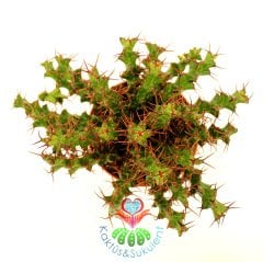 Kaktüs, Euphorbia Erigavensis-Nadir Tür-Minik Sarı Çiçek Açar -8,5 cm Saksıda-Teraryum,Sukulent