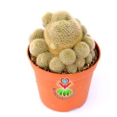 Rebutia Schatzliana- Çok Çiçek Açan Nadir Tür Kaktüs-8,5 cm Saksıda