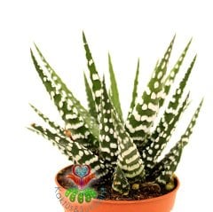 Sukulent,Haworthia Fasciata Big Band-Beyaz Çizgili-Saksı Dolusu- 5,5 cm saksıda-Teraryum, Kaktüs