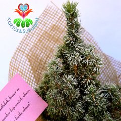 Hediye Seti- Süslenmiş Canlı Çam Ağacı(Picea Glauca)-Peluş Oyuncak ve Çikolata